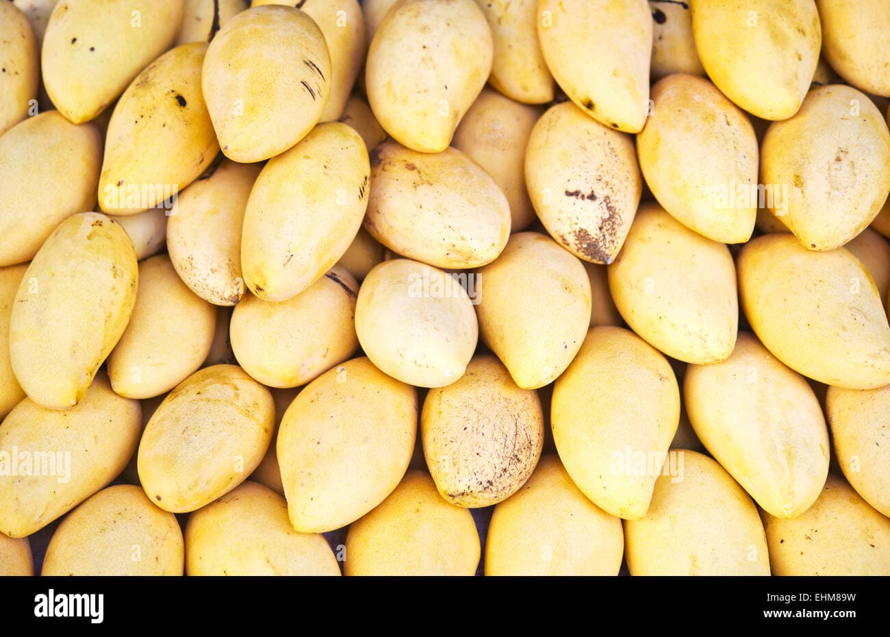 المانجو مصغرة 3